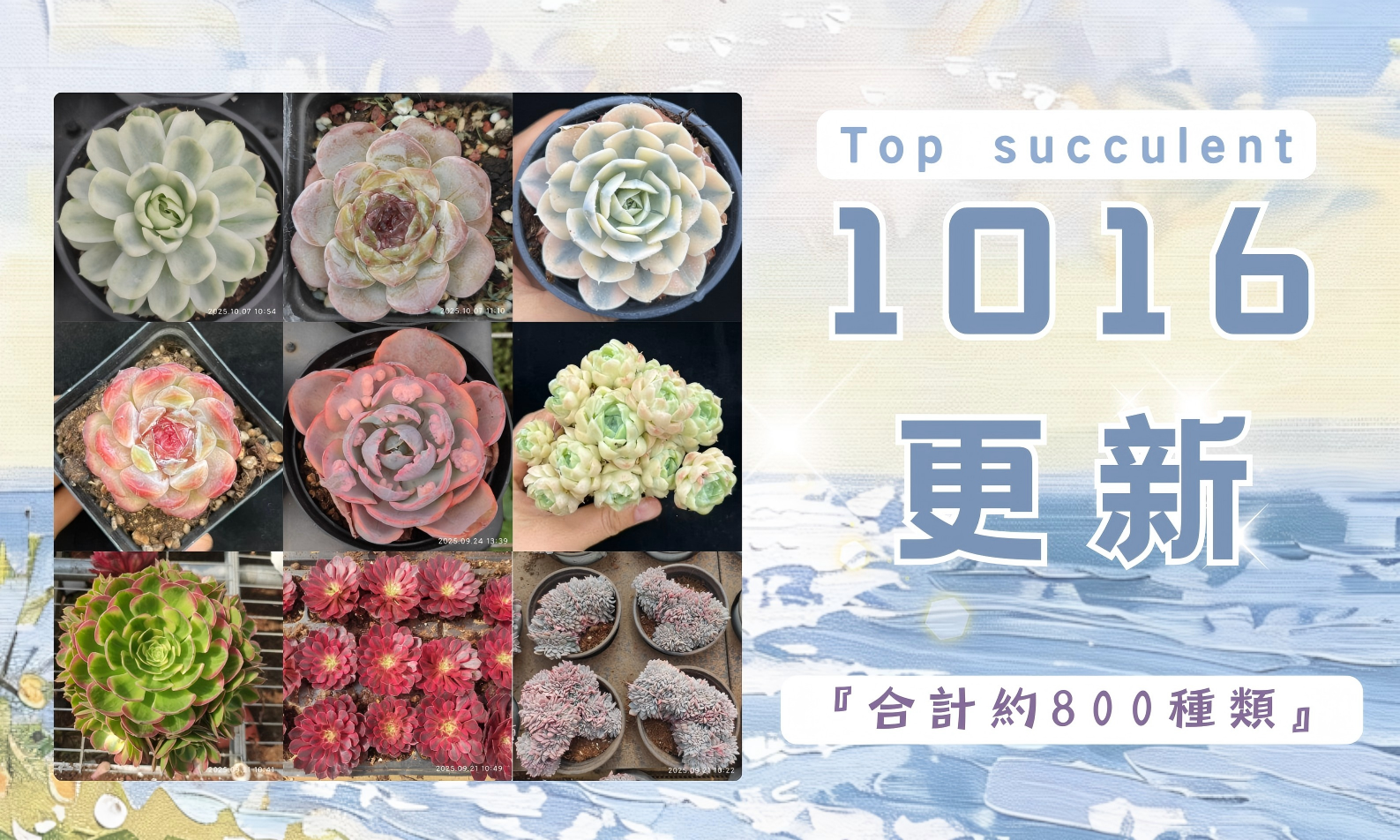 ☆彩之助☆ 多肉植物 １６点 彩之助σ(^_^;)様専用 多肉植物 16点