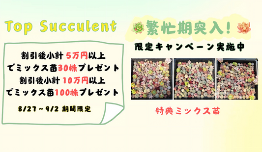 繁忙期突入！限定キャンペーン実施中