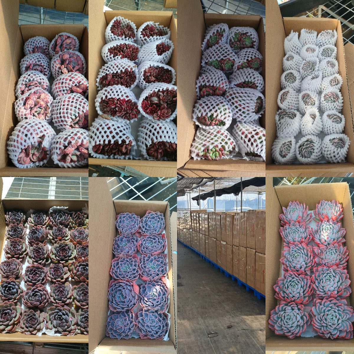 Top Succulent 中国多肉植物生産基地 日本へ輸出 通関 ドアツードア