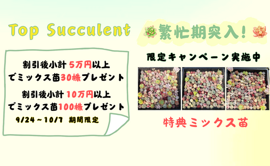 繁忙期突入！限定キャンペーン実施中