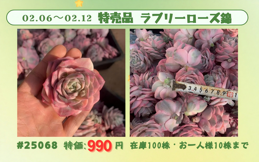 2026.2.6~2026.2.12特売品