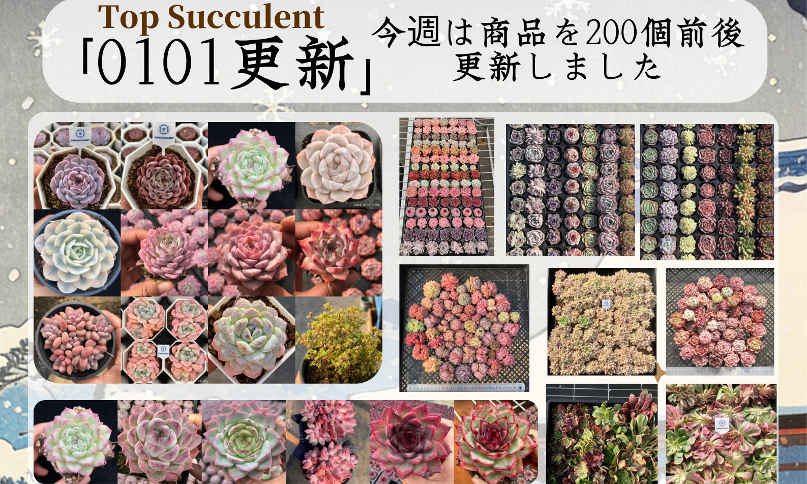 Top選抜株多肉植物 24460ベリー錦 9個 鉢無し⁄脱土 - *