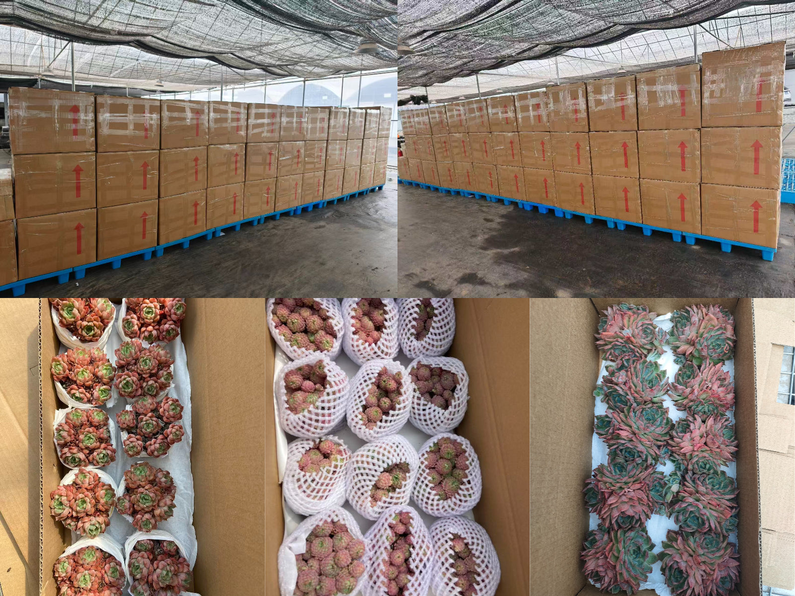 Top Succulent 中国多肉植物生産基地 日本へ輸出 通関 ドアツードア