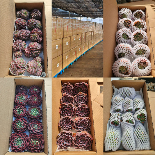 2026年1月30日出口作業現場