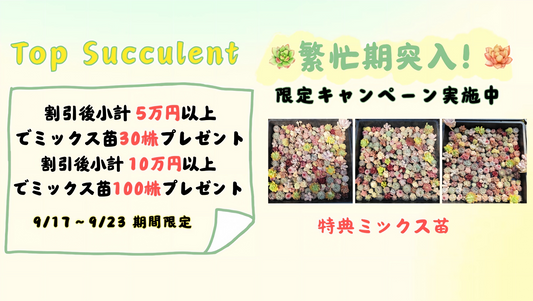 繁忙期突入！限定キャンペーン実施中