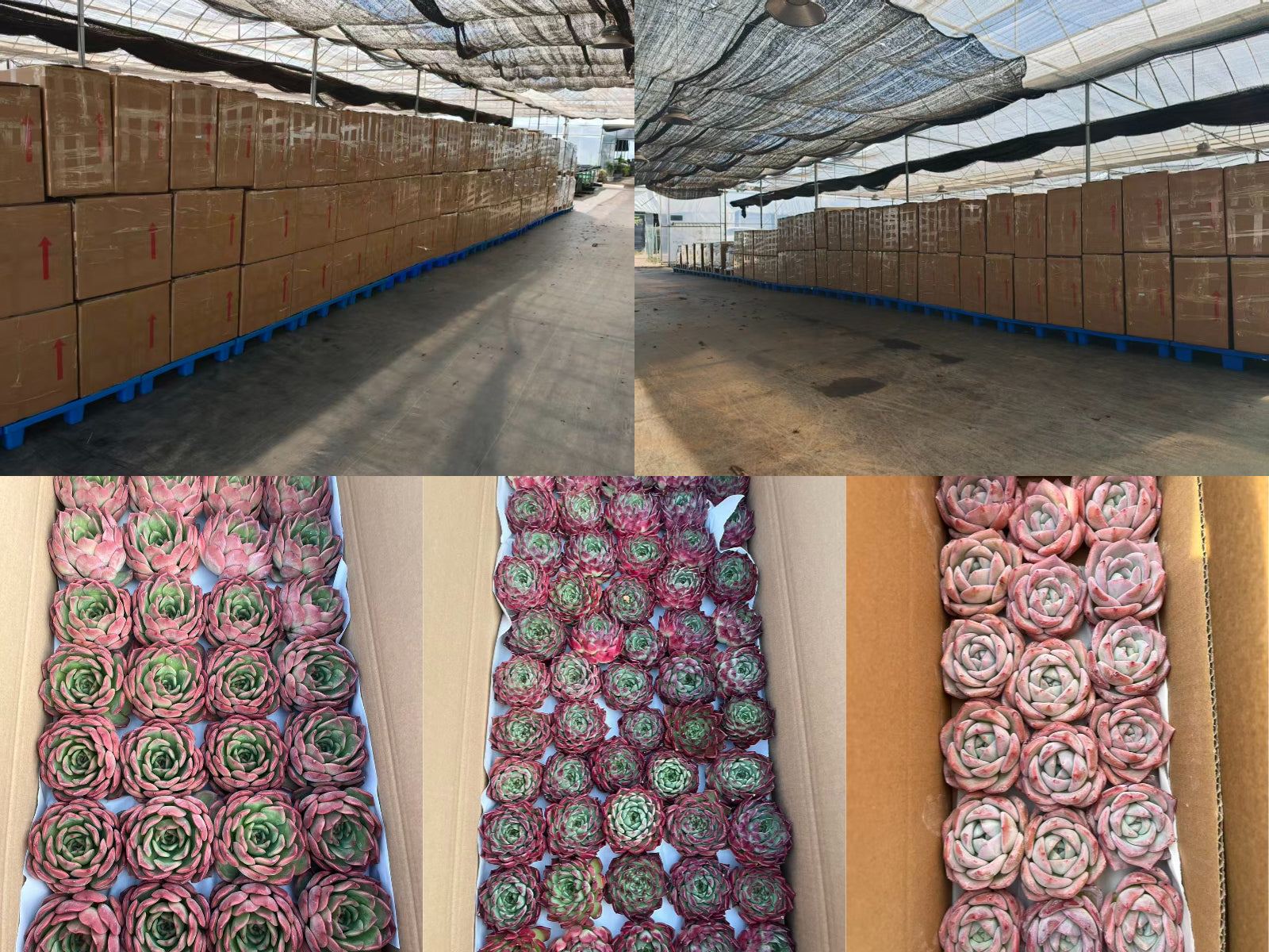 Top Succulent 中国多肉植物生産基地 日本へ輸出 通関 ドアツードア