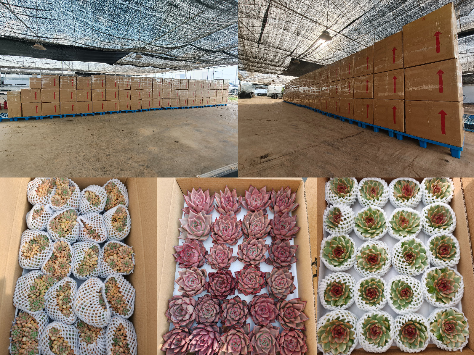 Top Succulent 中国多肉植物生産基地 日本へ輸出 通関 ドアツードア