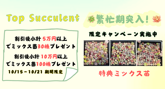 繁忙期突入！限定キャンペーン実施中