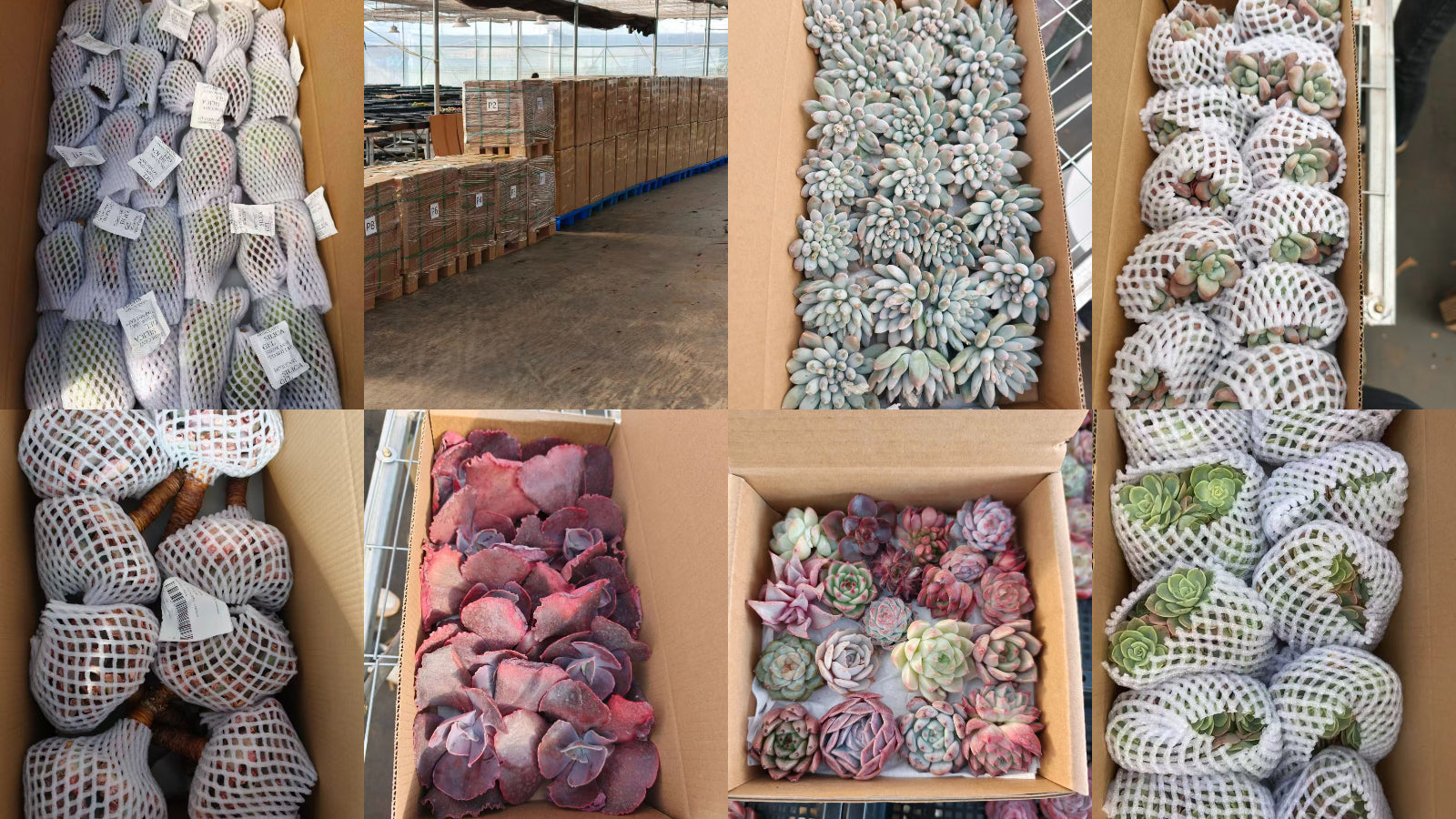 Top Succulent 中国多肉植物生産基地 日本へ輸出 通関 ドアツードア