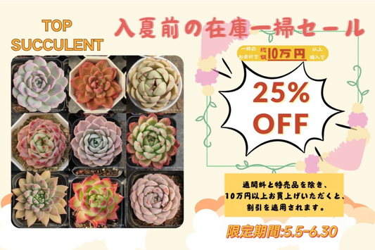 「入夏前の在庫一掃セール」開催中！