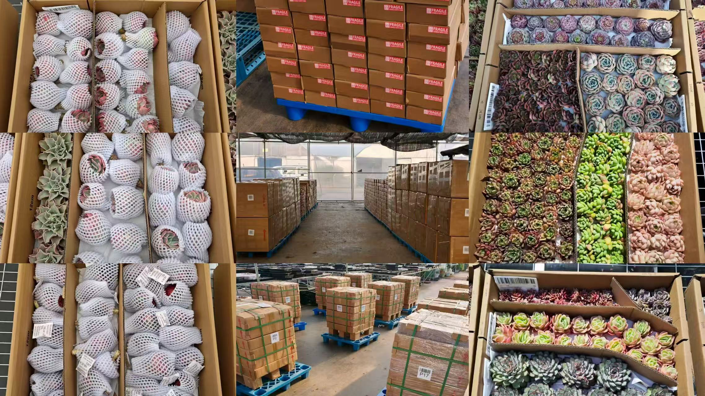 Top Succulent 中国多肉植物生産基地 日本へ輸出 通関 ドアツードア