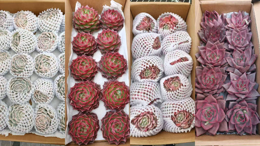 2025年12月26日出口作業現場