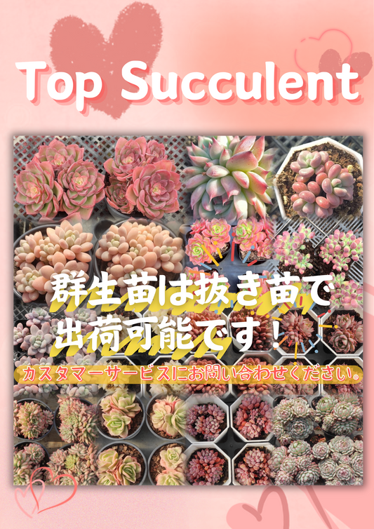 バルサミフェルム 大群生 抜き苗 バルサミフェルムの一覧 バルサミフェルム 大群生 抜き苗 バルサミフェルムの一覧