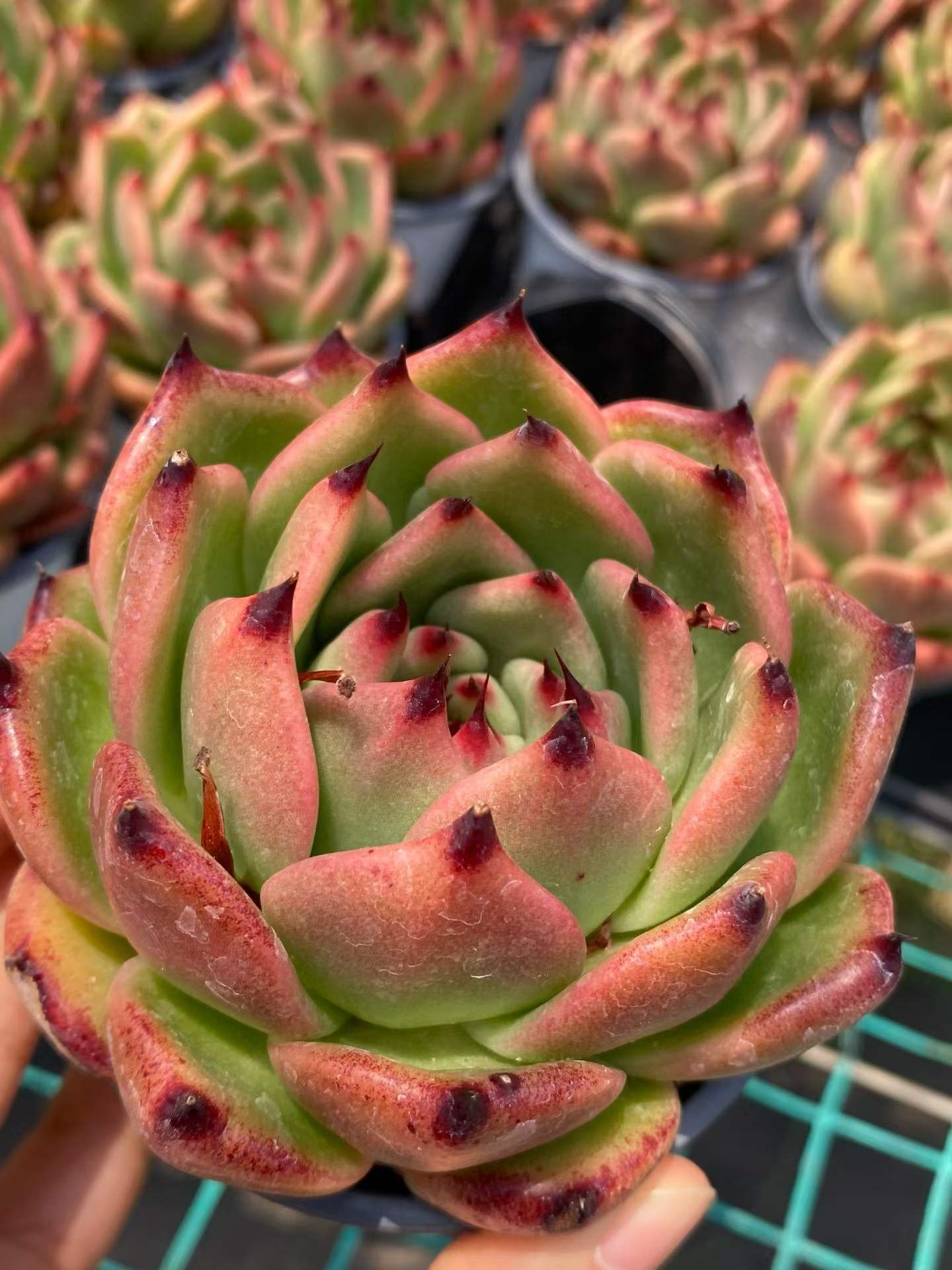 商品一覧 – Top Succulent®