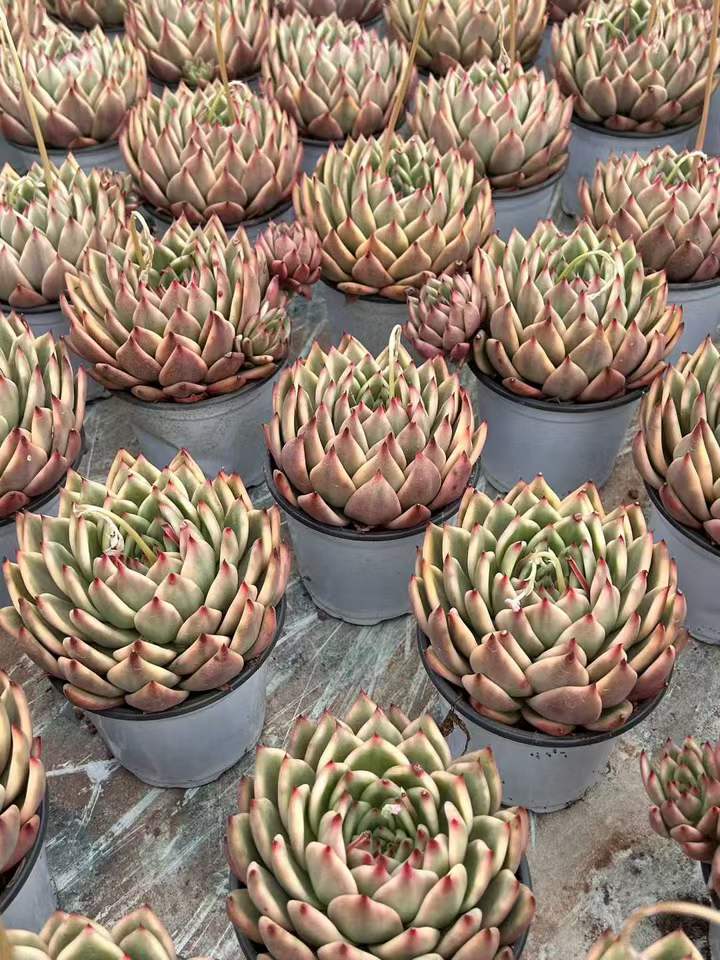 T26435 モーガン錦