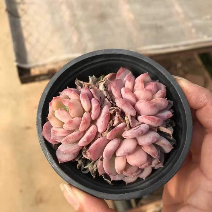 T26460 カーニーリャン　クリスターター