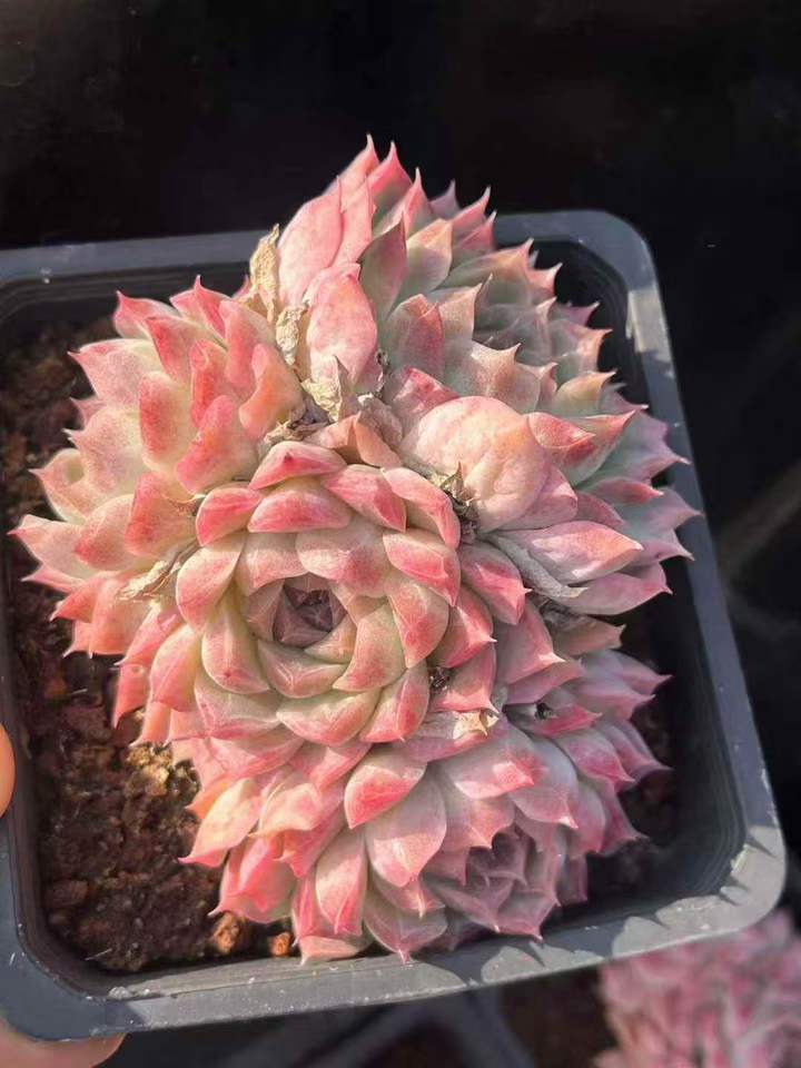 262951 クイーンオブピーチ