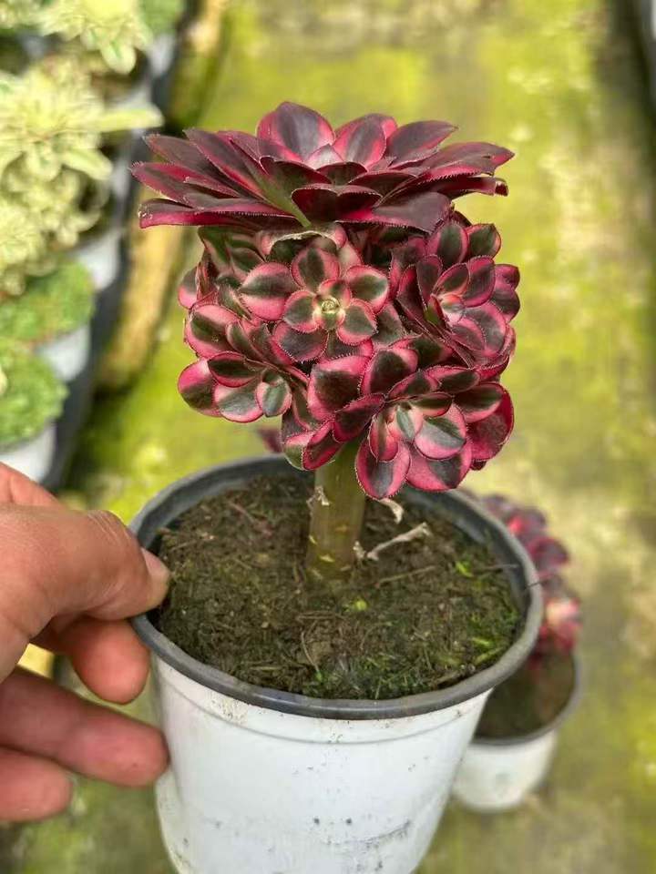 263691 アエオニウム　リナ