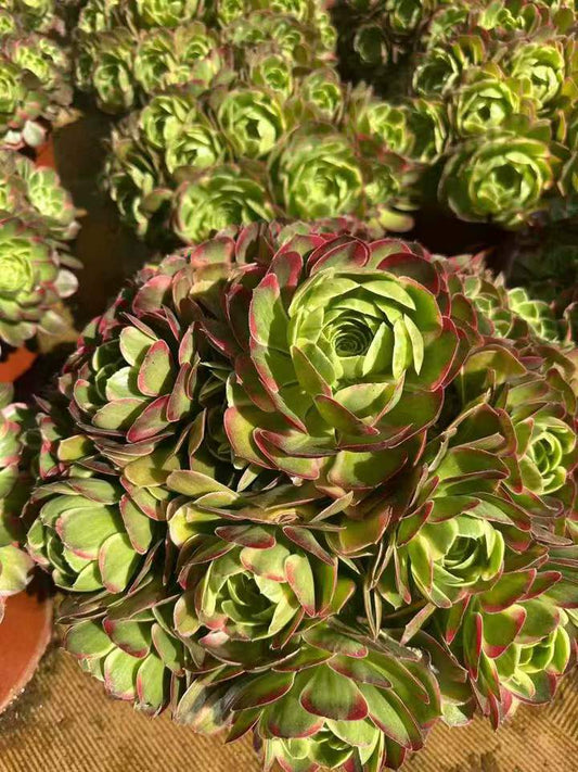 26584 ジェイド　ルックス