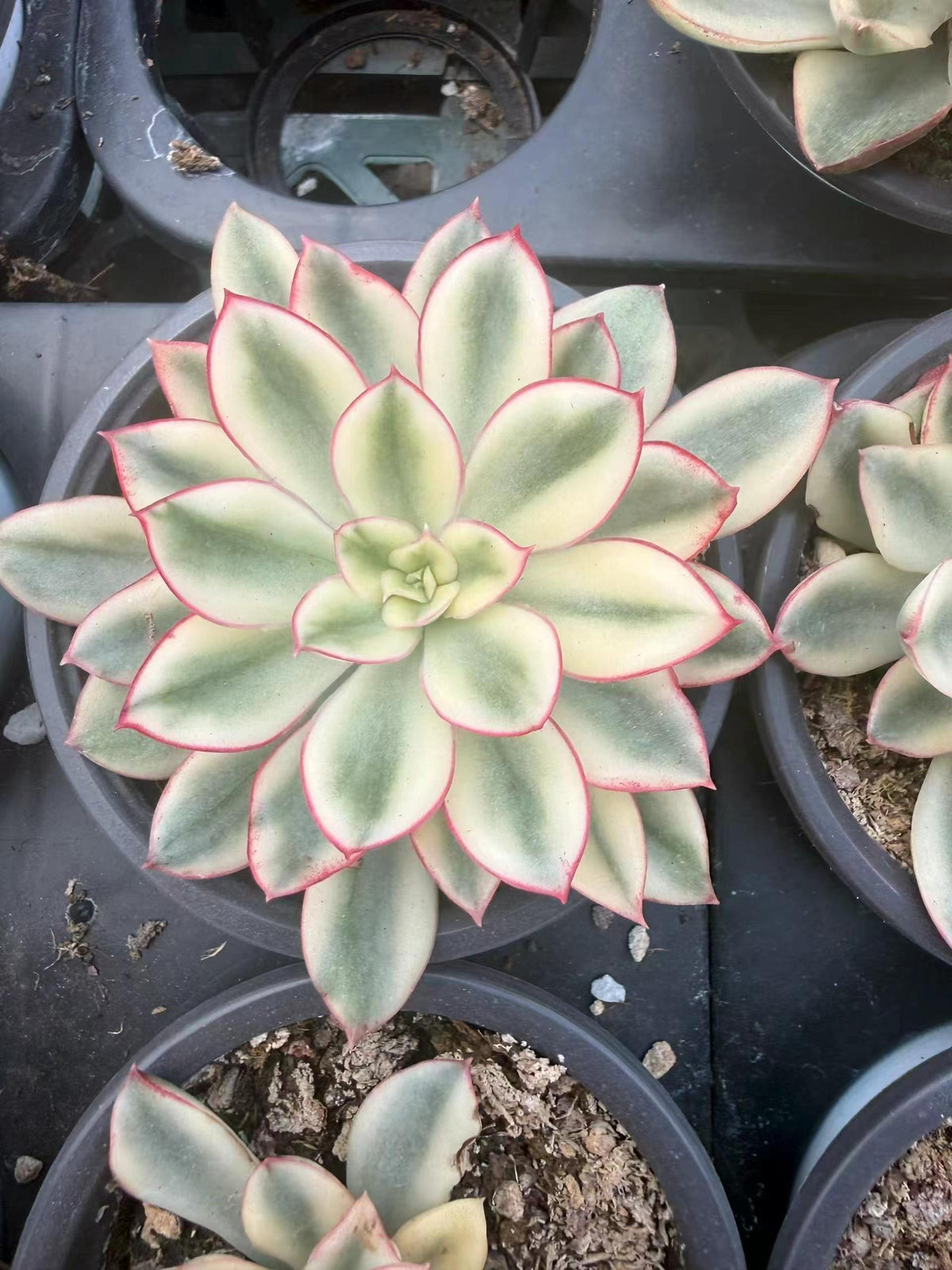 364668 レッド フラワー クイーン錦