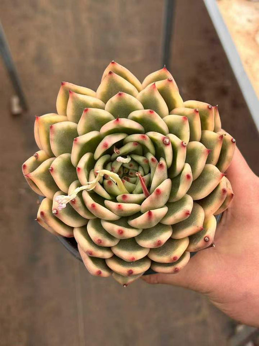 T26435 モーガン錦