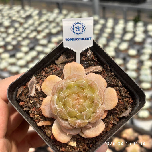 361550 ホワイトラブ