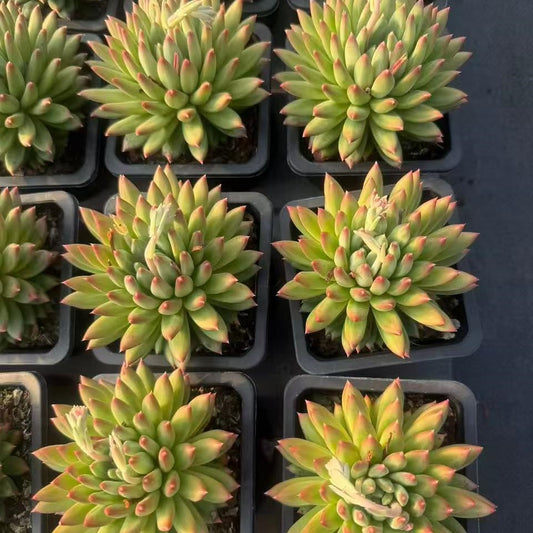 360745 オラクル