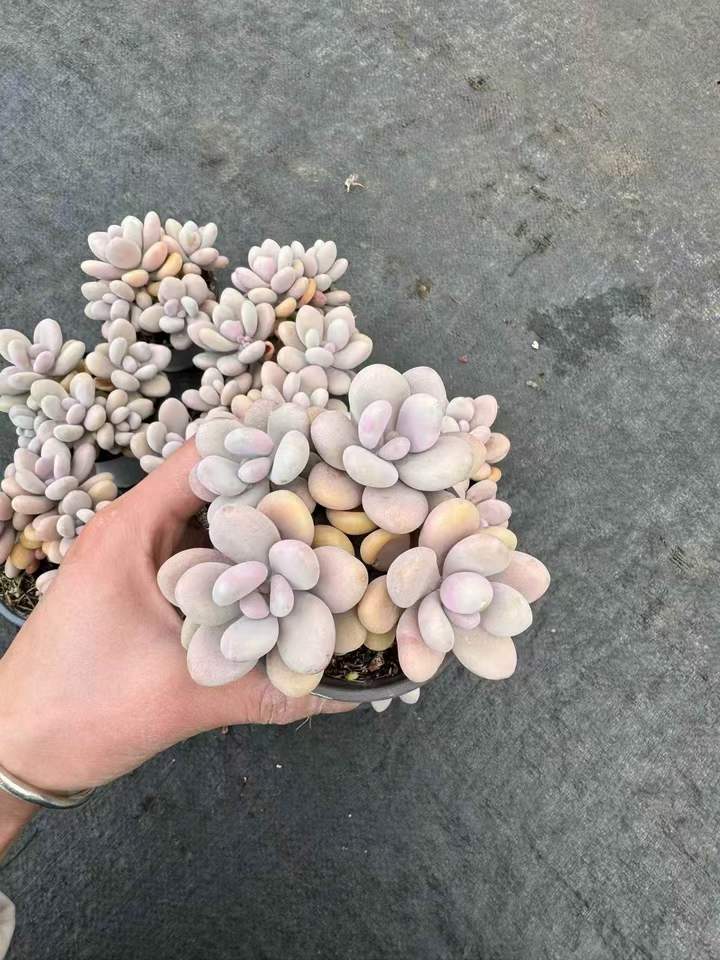 263251 アメジスチヌム