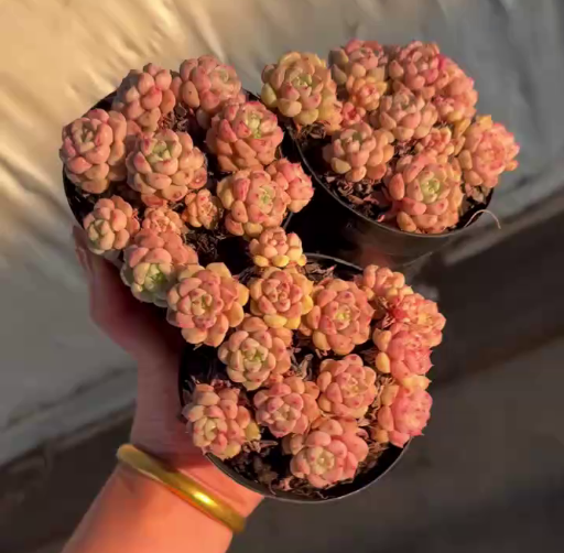 26481 キュートバブル