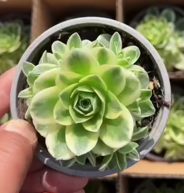 26602 グリーノビア錦