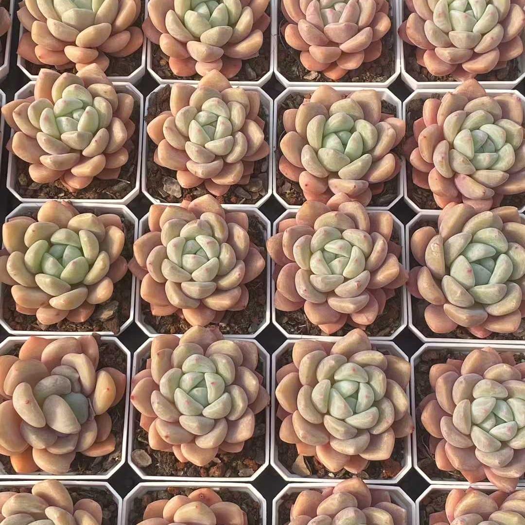 360092 ミススイートハート