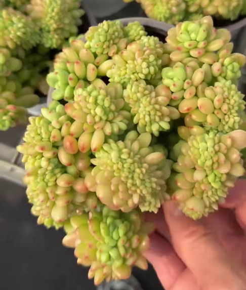 264097 シャングリラ綴化