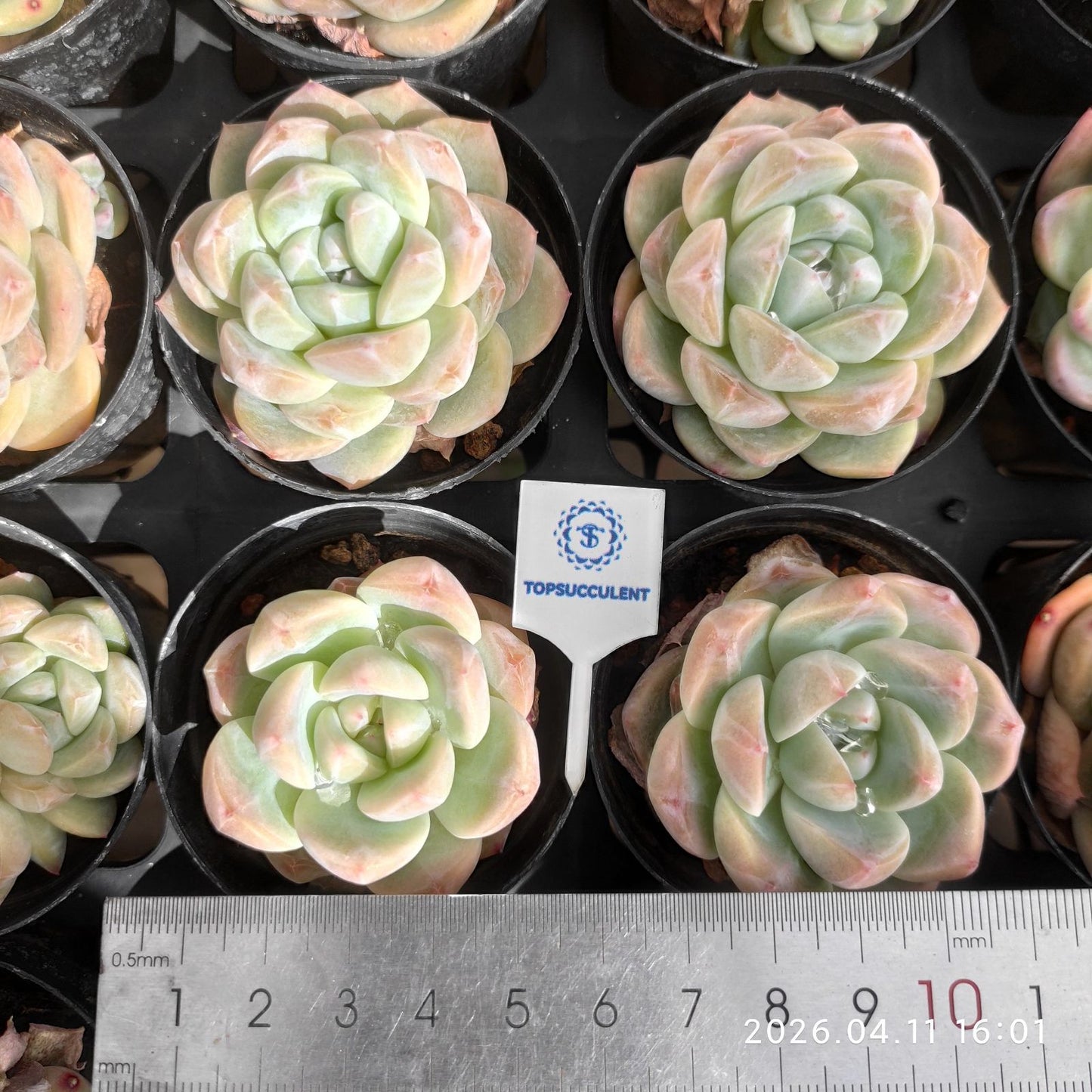 361506 フロスト ティー