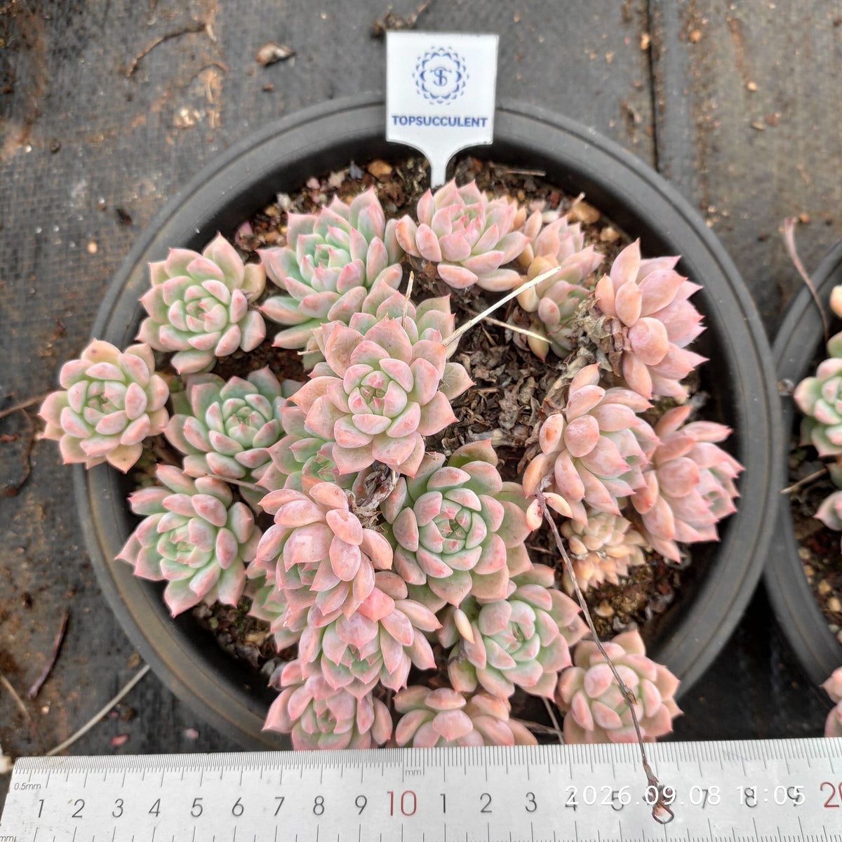 364610 ピンクアレックス
