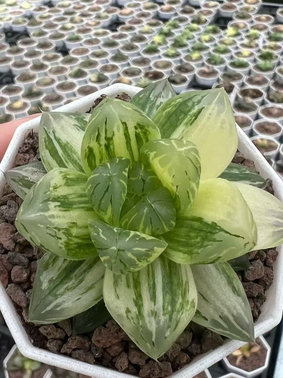 362843 花火錦