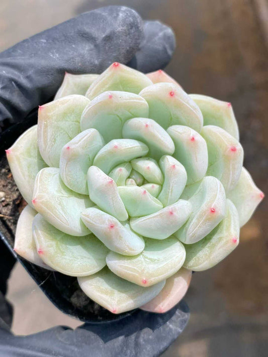 362069 グリーン フェザー