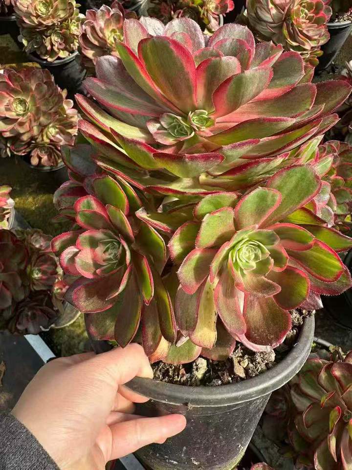 26591 カラットラバー