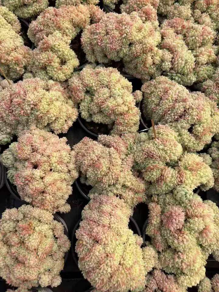 T26518 ボールオブファット綴化