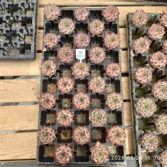 362554 ファイヤーピラー