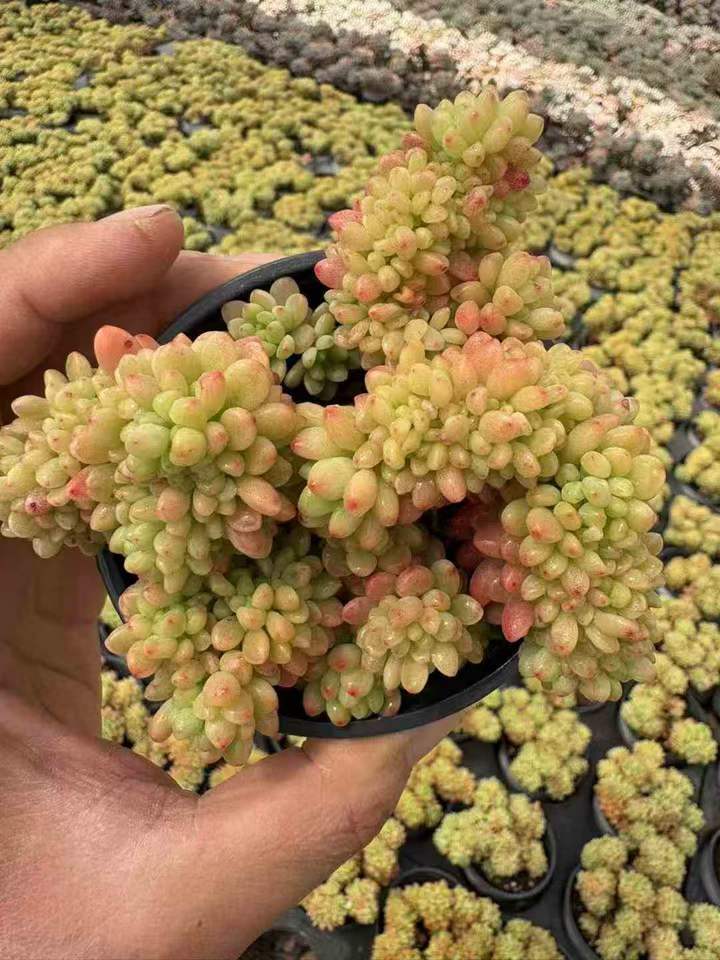 T26517 シャングリラ綴化