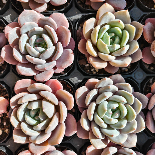 24794 サンガ　スノー