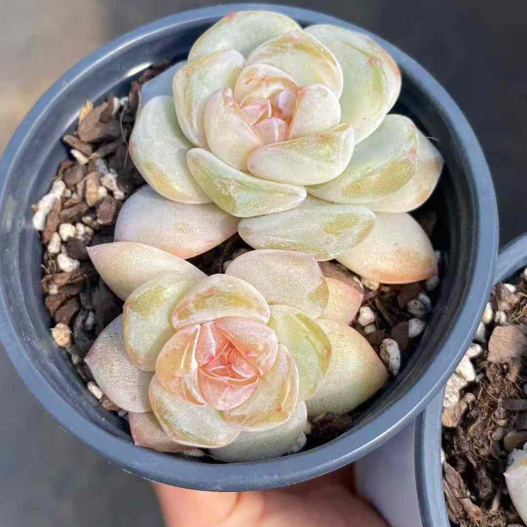 360005 アプリコットハロ