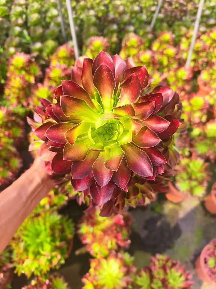 26573 アエオニウム グロリアスユース