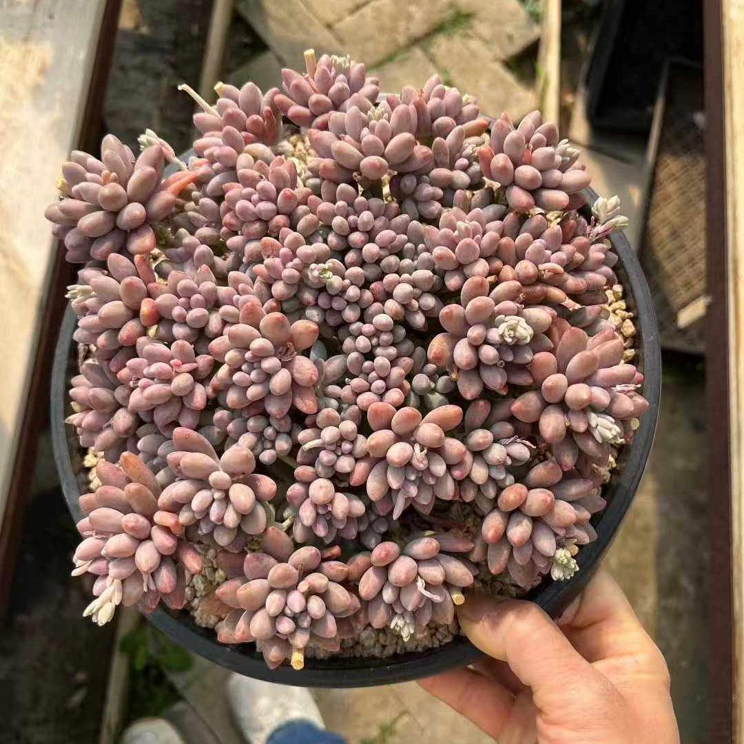 360033 ホシタロウ