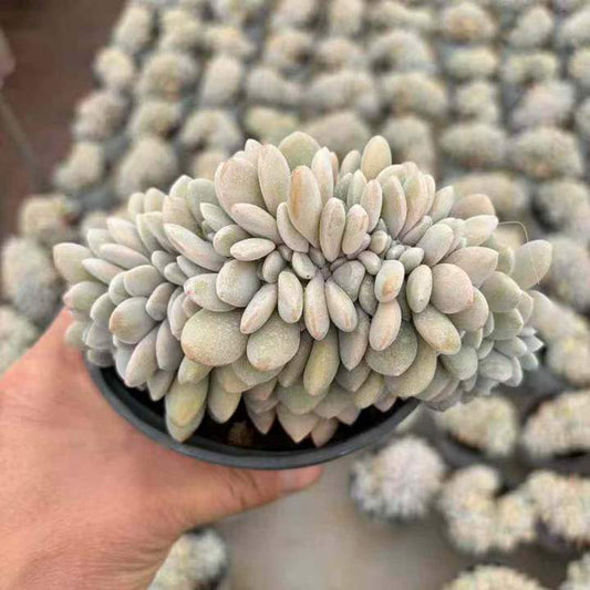 360699 ピンクバニー綴化