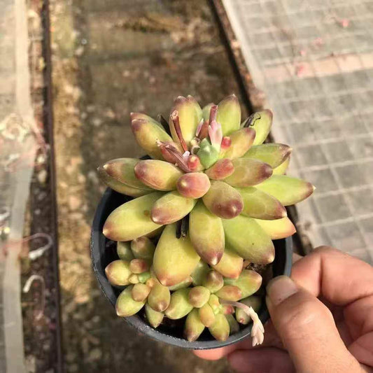 265235 コンパクタム