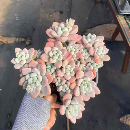 360002 レジェンド