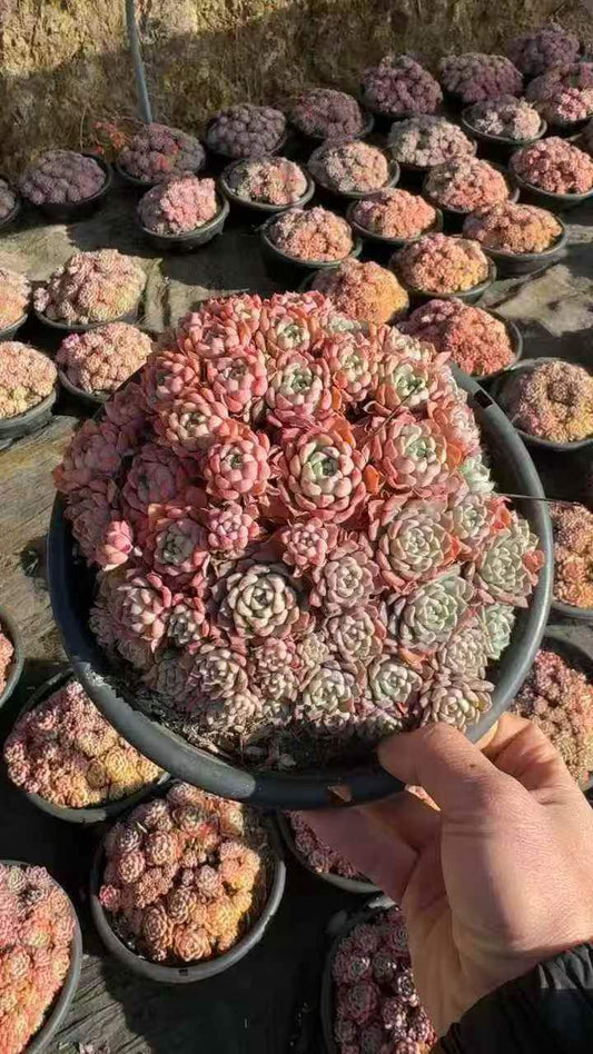 26485 マッチメーカー