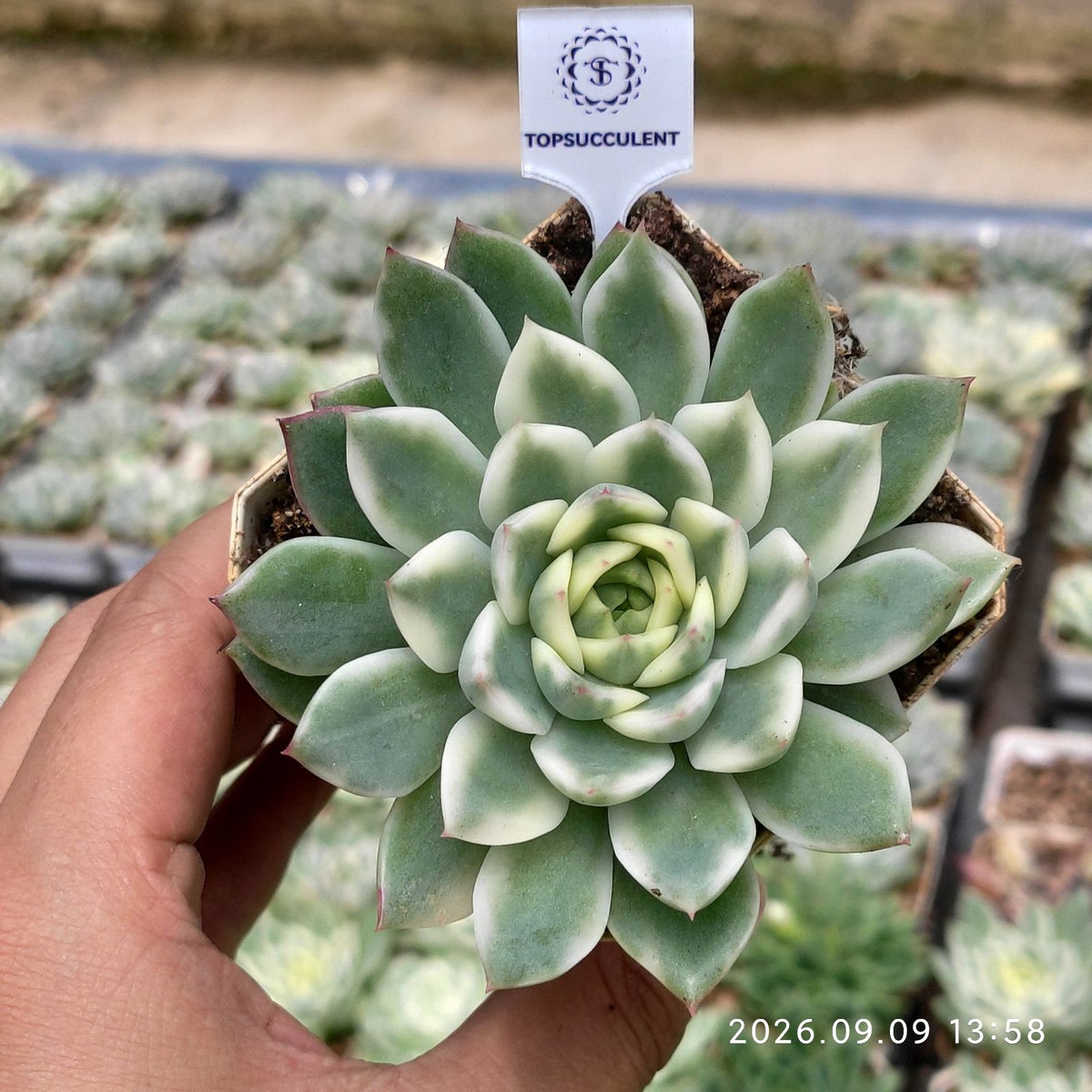 365166 ブラック ウィスパー錦