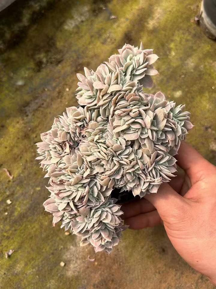 T26439 バークレーライト錦綴化